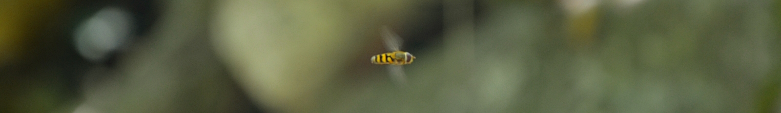 Flying Bee