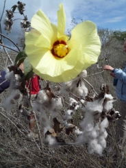 Il fiore del cotone - Ingrandimento in una nuova finestra