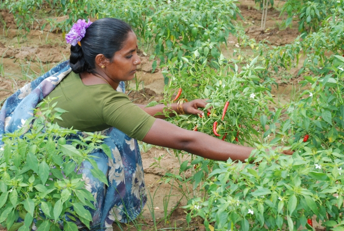 Una donna indiana al lavoro nei campi