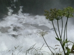 Cielo, fiori e nuvole