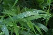 Gocce di pioggia sull'erba