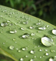 Gocce d'acqua sulla superficie di una foglia