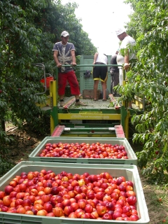 Raccolta nel frutteto