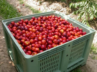 Raccolta nel frutteto