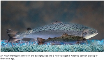 Confronto tra salmone transgenico e no