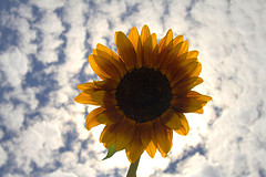 Girasole con sfondo di cielo e nubi