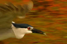 "again lets do a panning" di Bocavermelhal.b