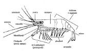 Immagine che illustra l'anatomia di un gambero
